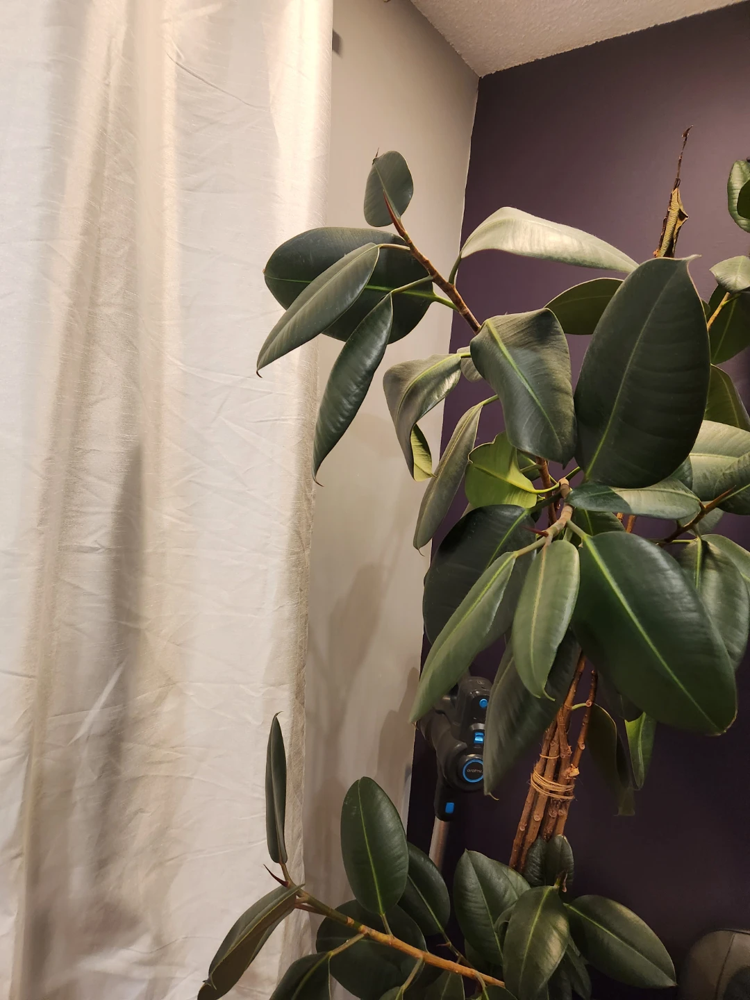 Rubber Plant - photo 2