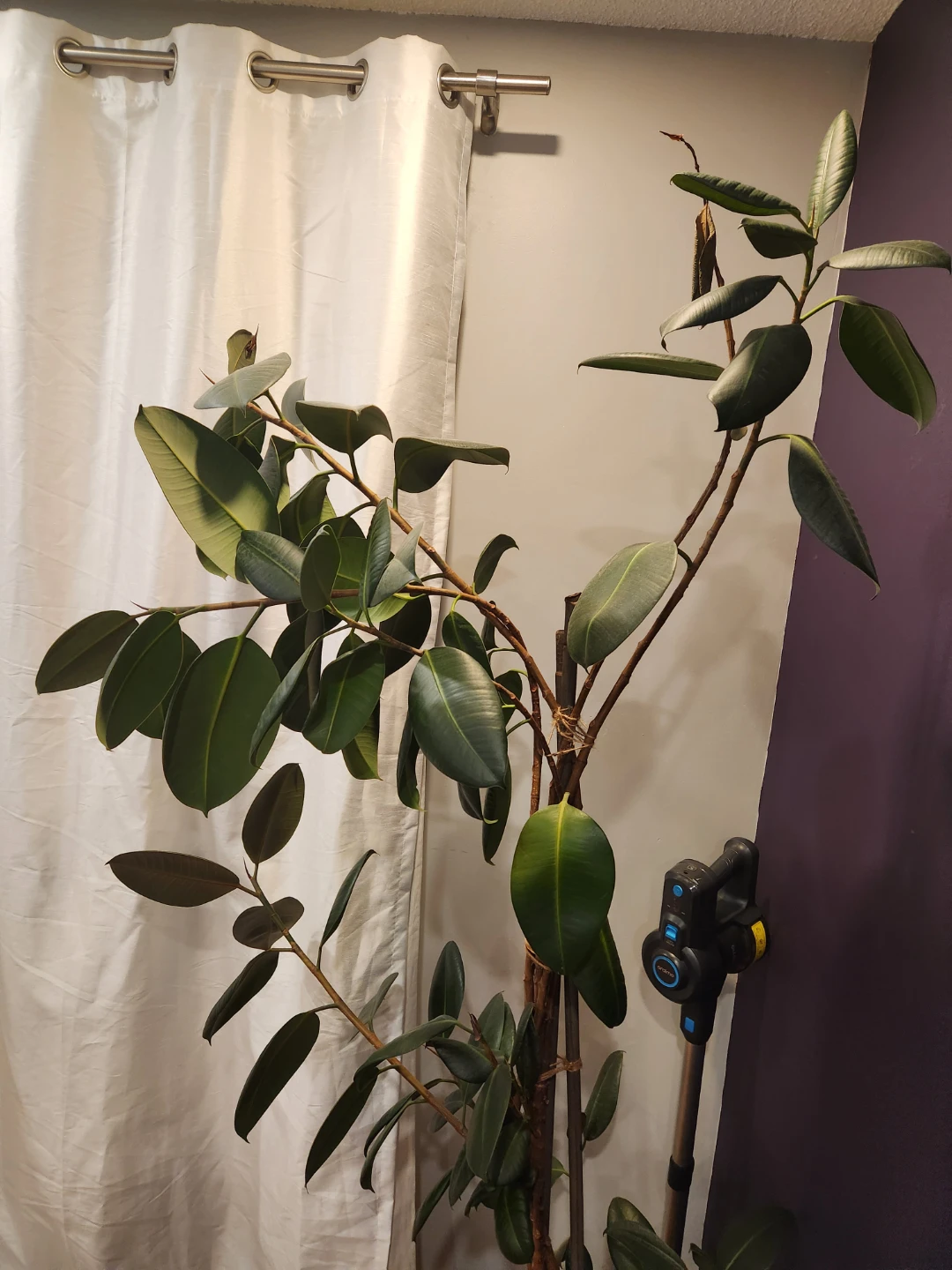 Rubber Plant - photo 3