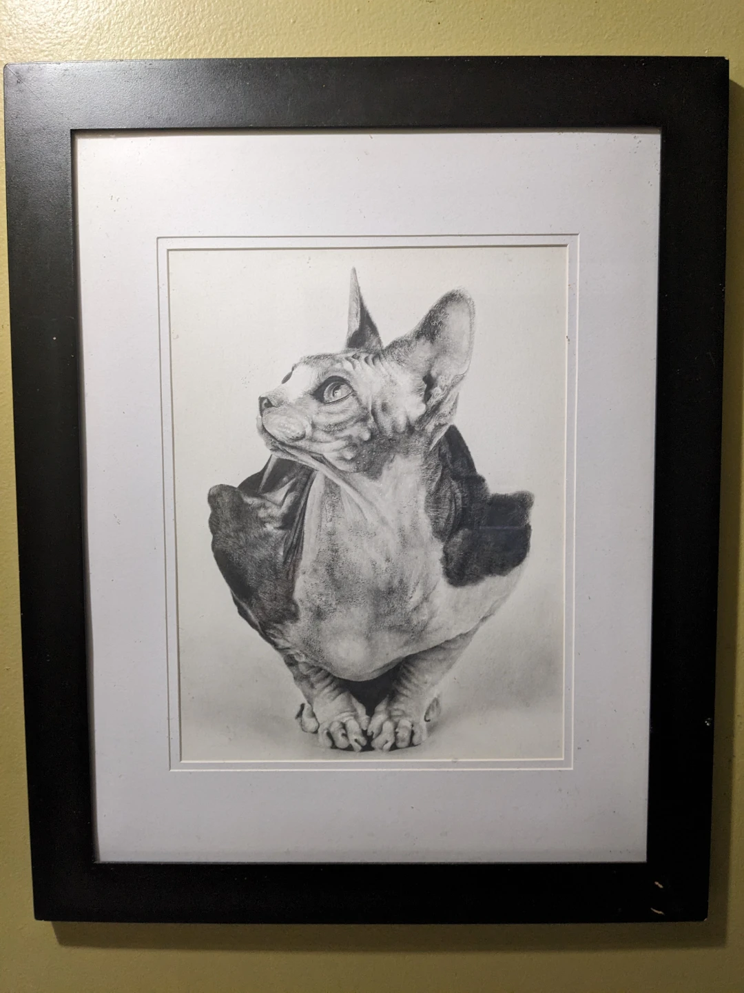 Framed Original Pencil Drawing of a Sphynx Cat by Lisandro Peña