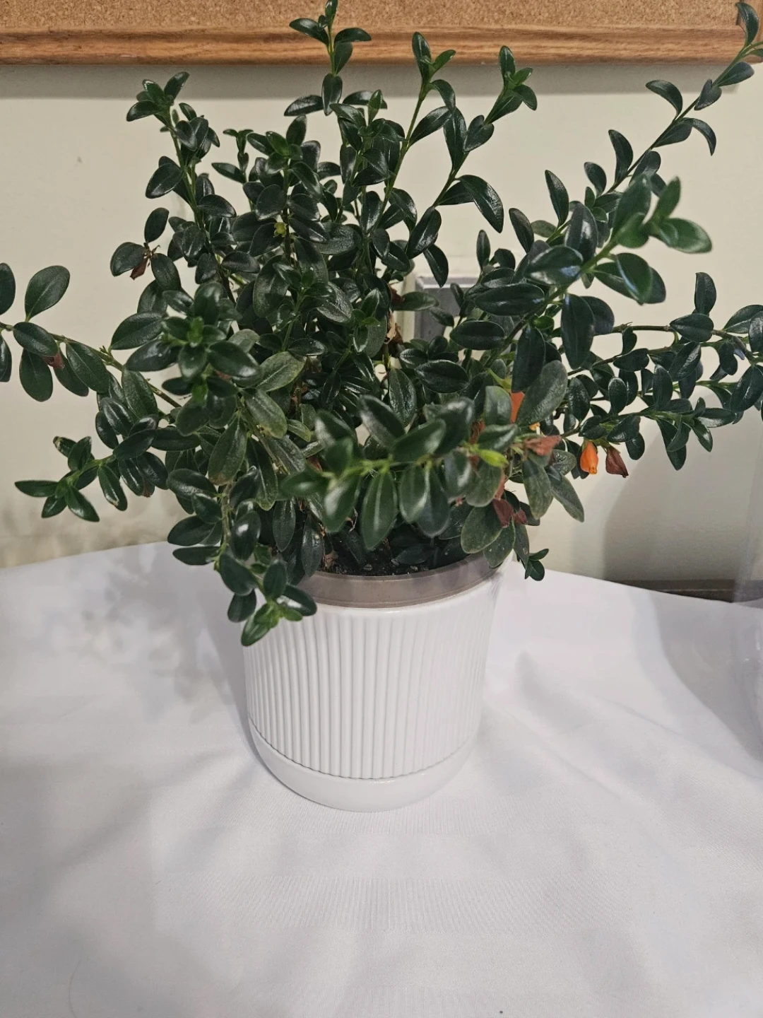 Potted Plant in White Fluted Pot - photo 2