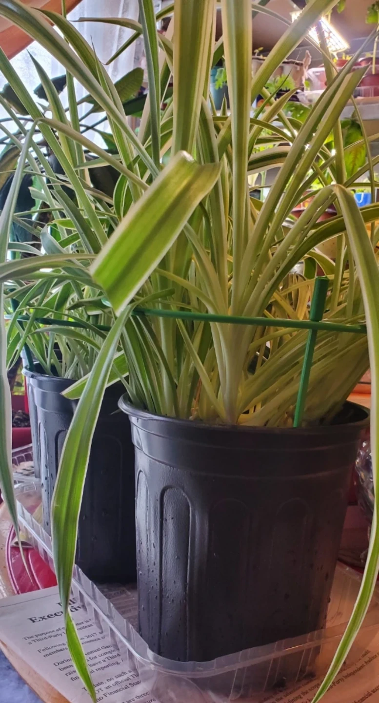 Spider Plant (Chlorophytum comosum)