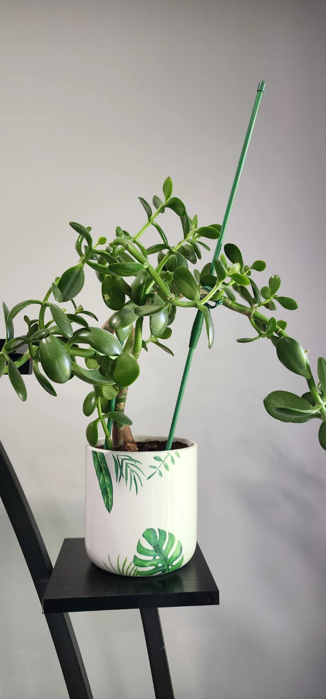 Jade Plant in Decorative Pot - photo 2