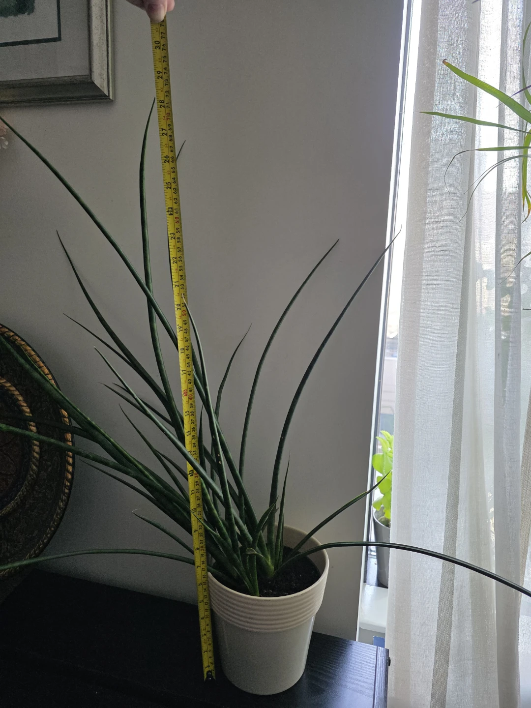 Sansevieria Cylindrica Plant - photo 2
