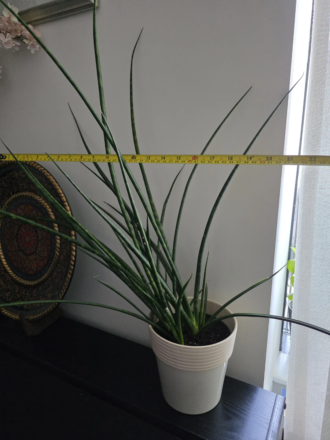 Sansevieria Cylindrica Plant - photo 3