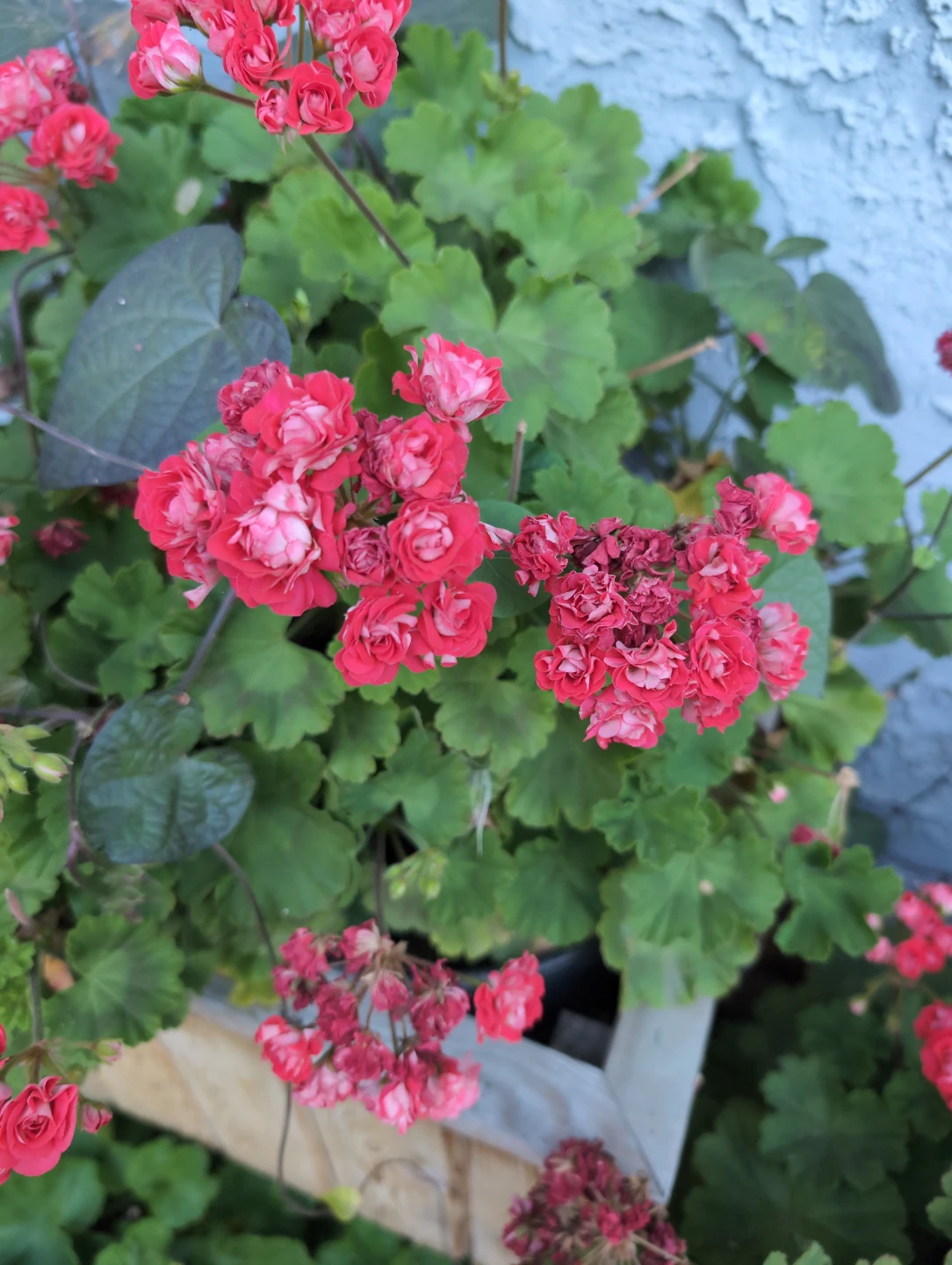 Geranium Plant - rosebud - photo 3