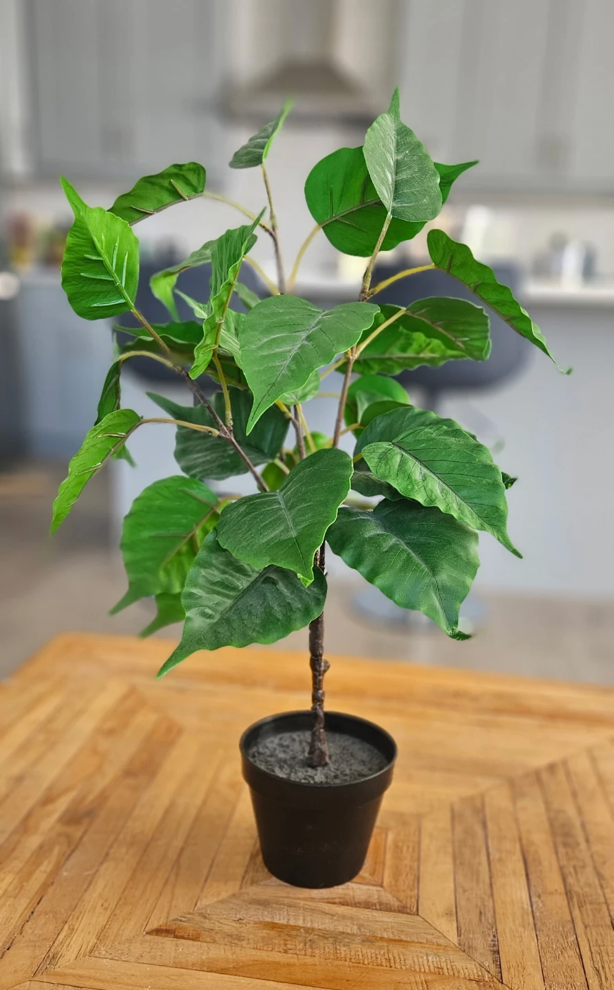 Artificial Ficus Plant in Black Pot