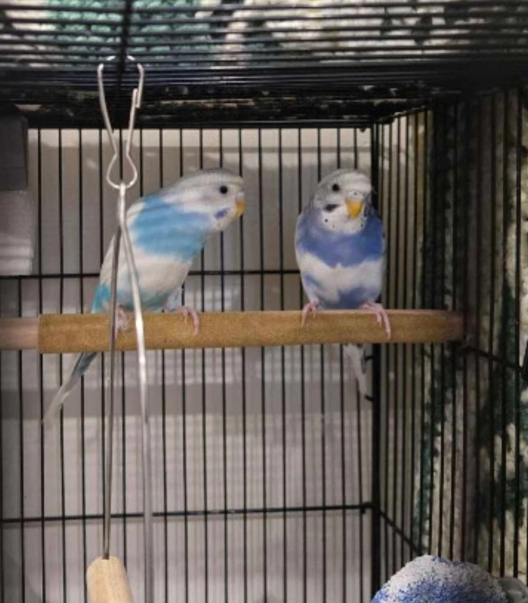Two Budgies