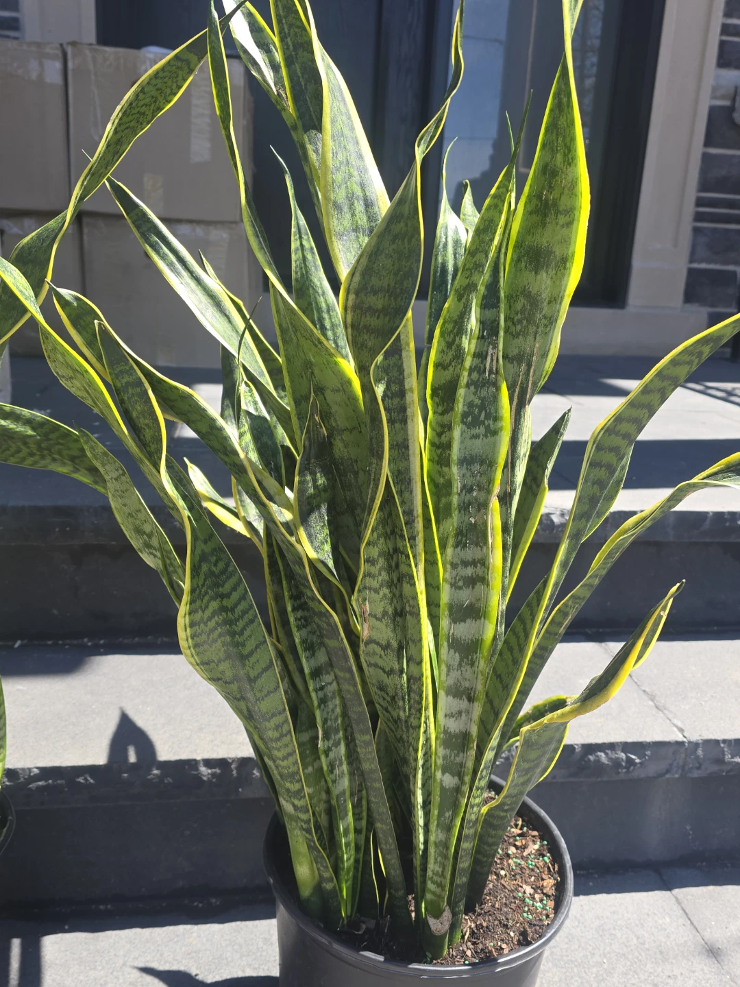 Two Snake Plants in Black Pots