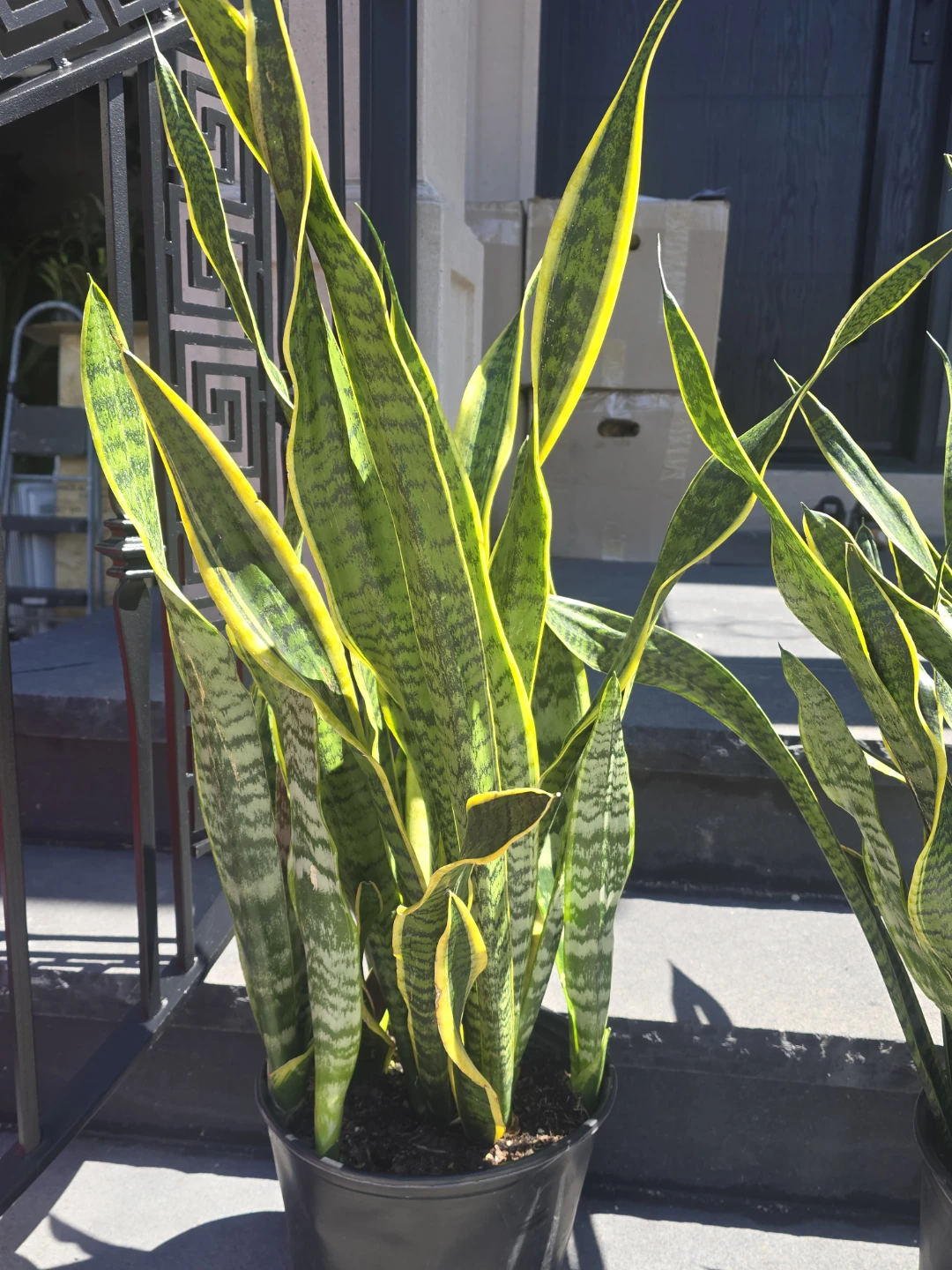 Two Snake Plants in Black Pots - photo 5