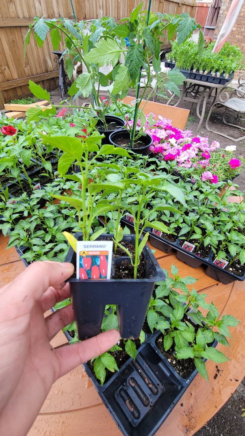 Various Garden Plants: Corn, Tomato, Petunia, Pepper, Portulaca - photo 2