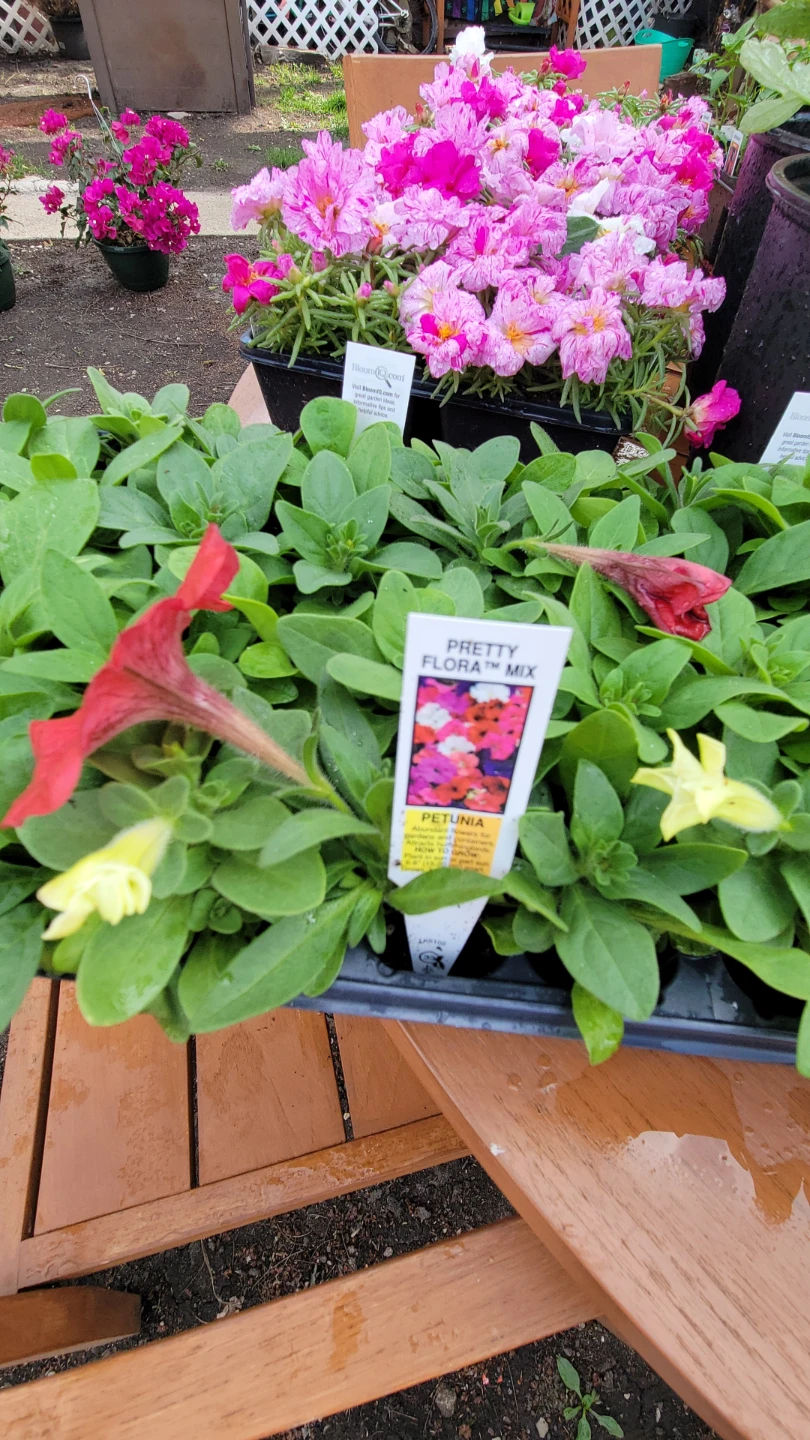 Various Garden Plants: Corn, Tomato, Petunia, Pepper, Portulaca - photo 5