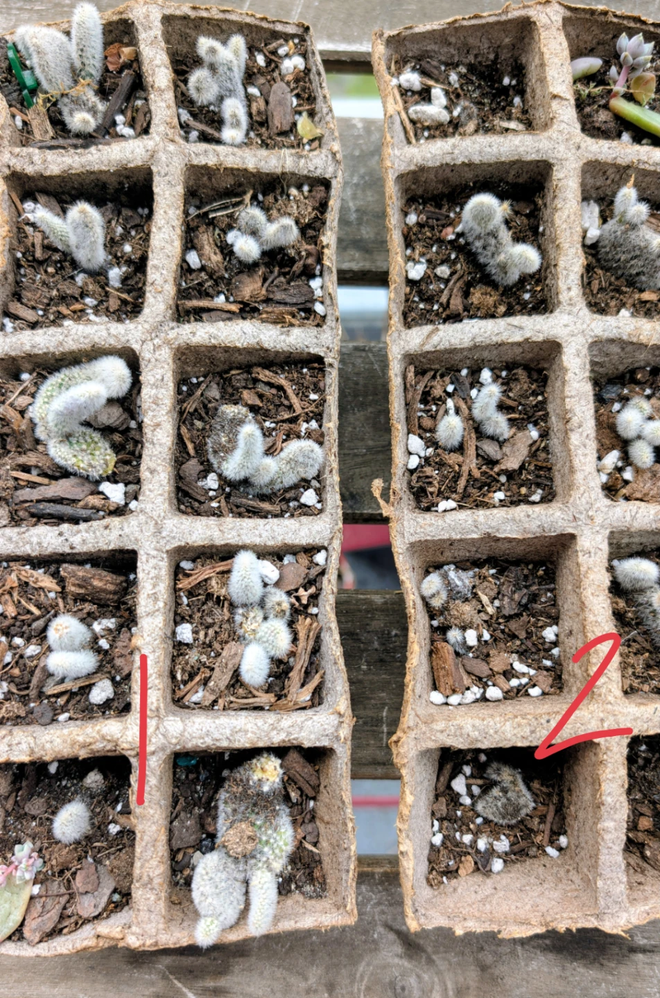 Assorted Cactus Cuttings in Peat Pots