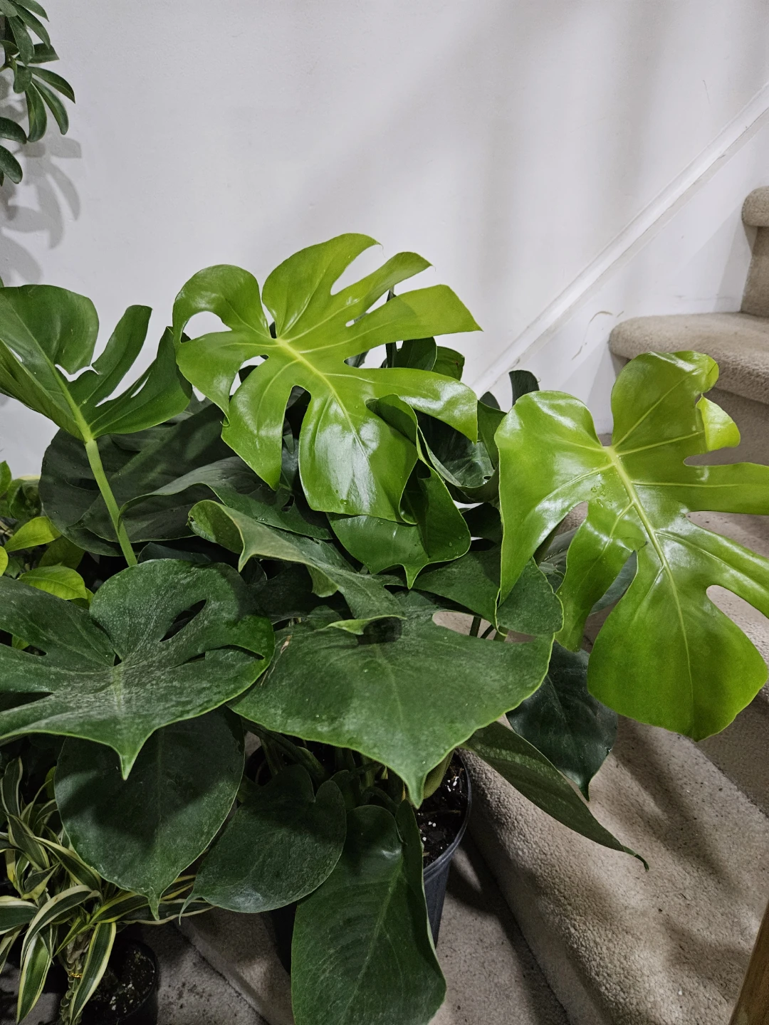 Monstera Deliciosa Plant