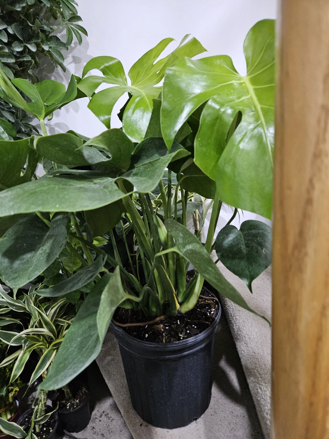 Monstera Deliciosa Plant - photo 2