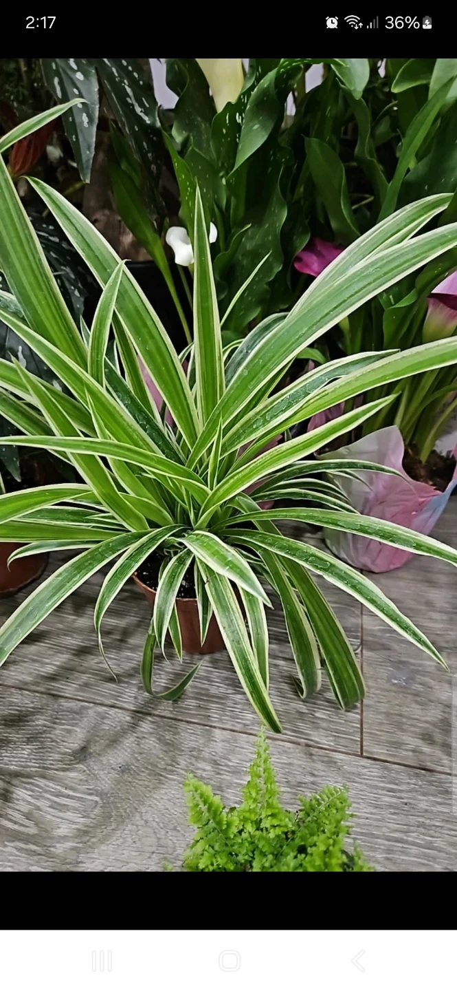 Spider Plant