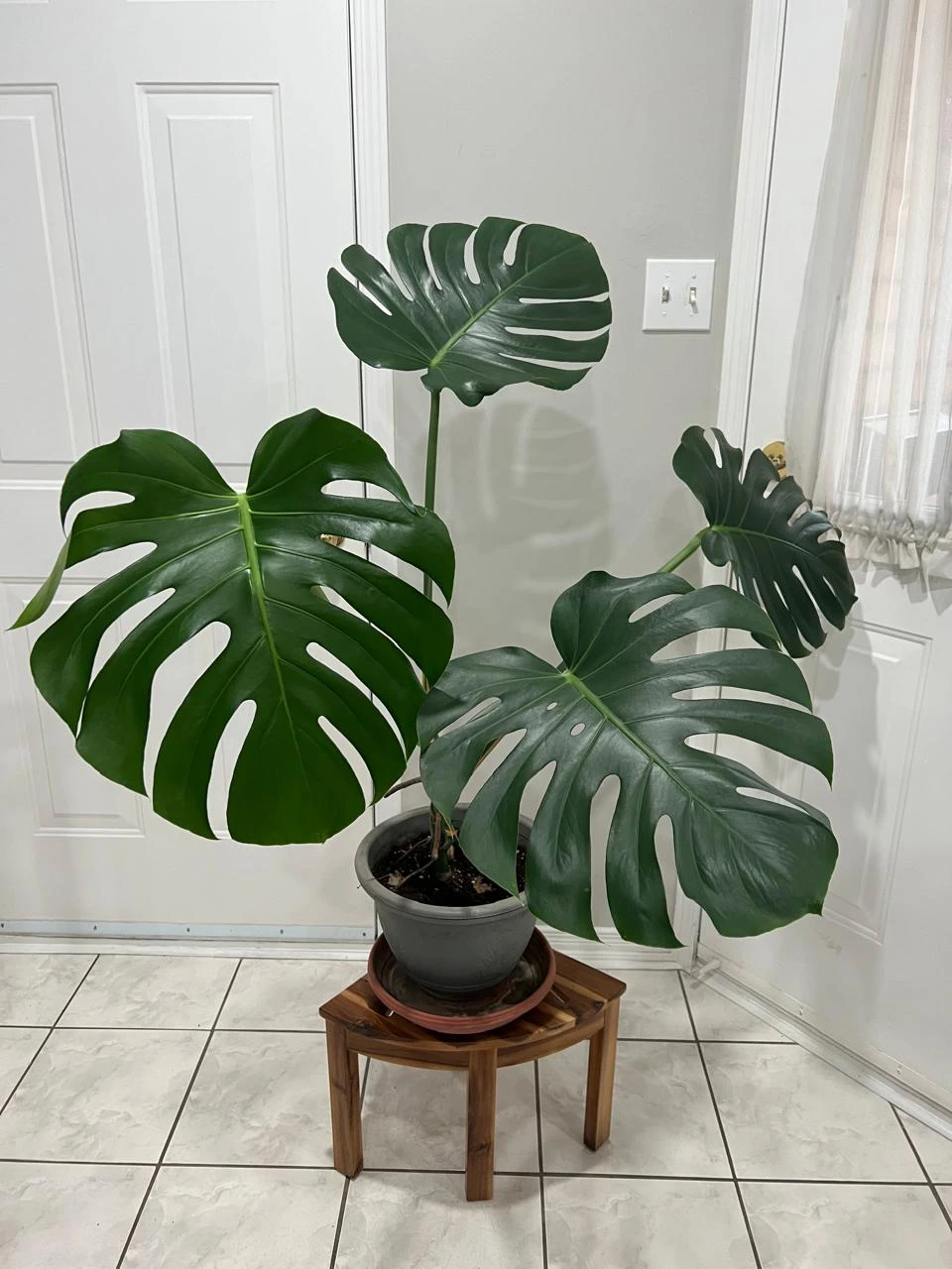 Monstera Deliciosa Plant in Pot