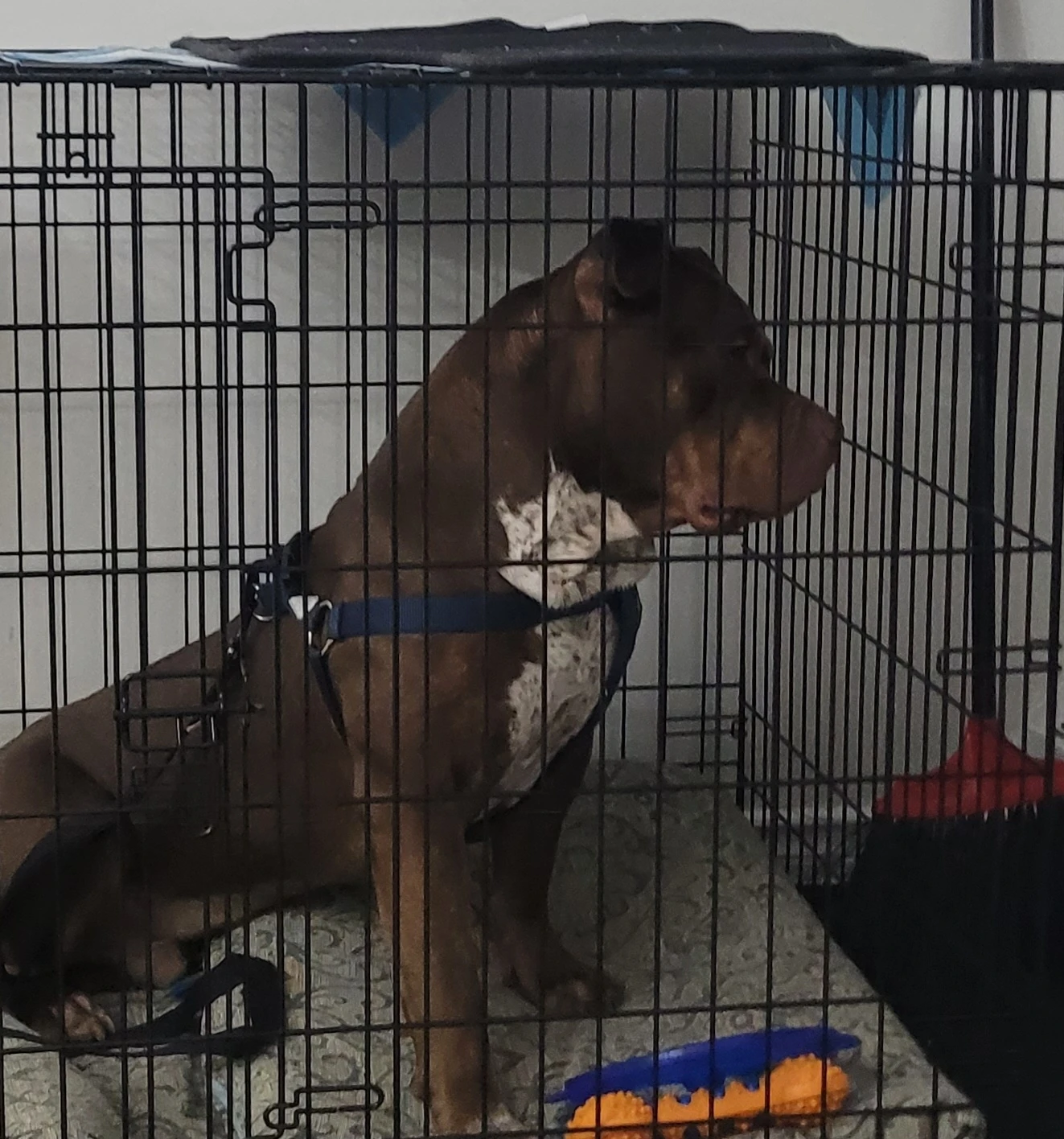 Large Dog Crate with Tray and Bedding - photo 3
