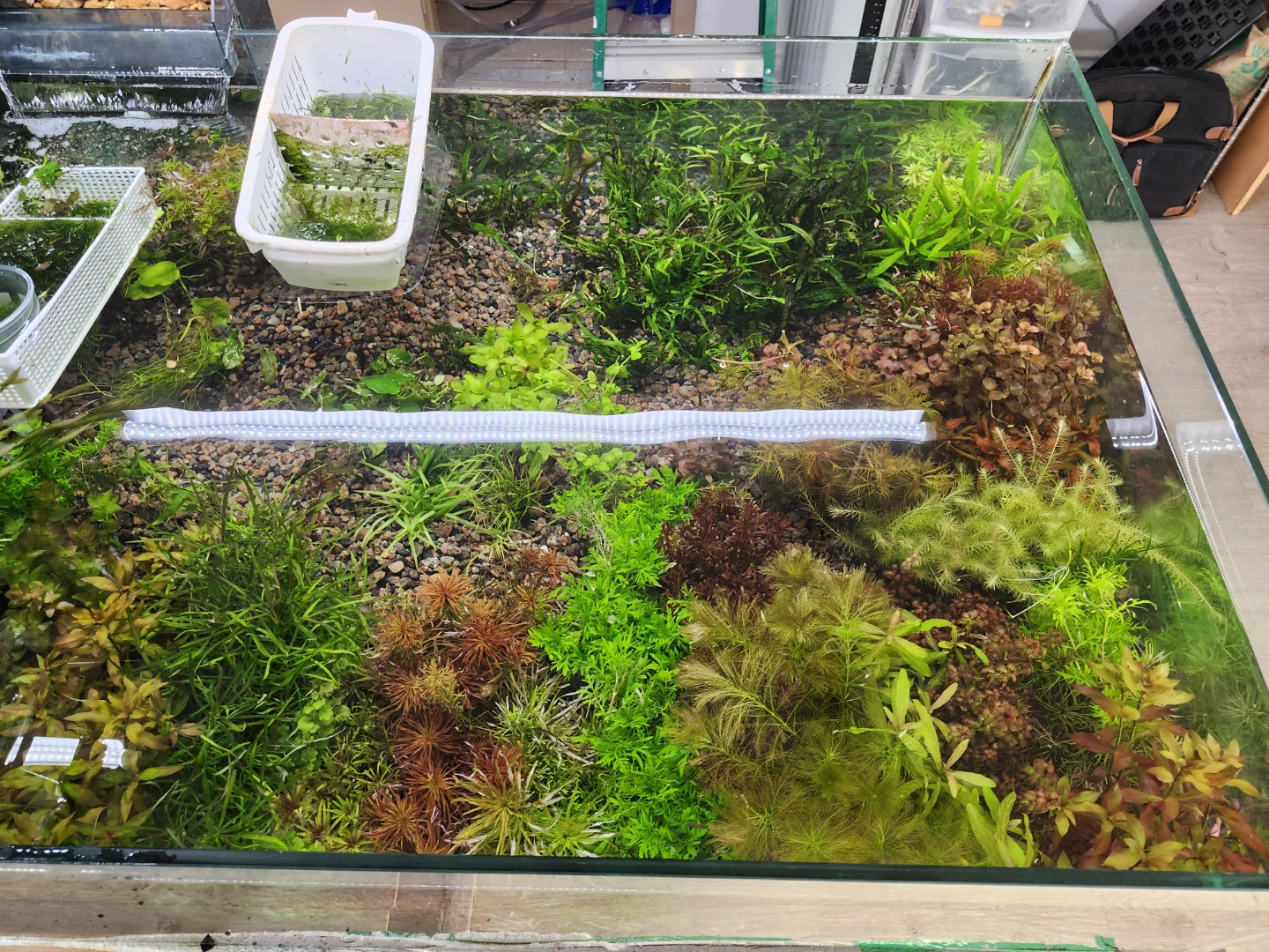 Assorted Aquatic Plants for Aquarium
