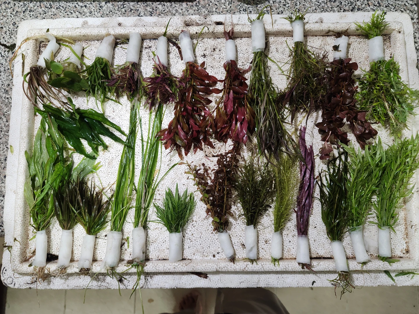 Assorted Aquatic Plants for Aquarium - photo 2