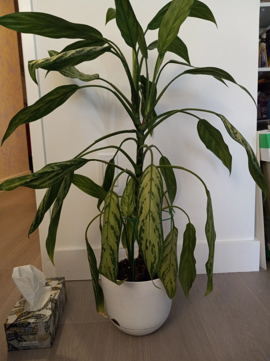 3 foot tall - Chinese evergreen Plant in White Pot - photo 3