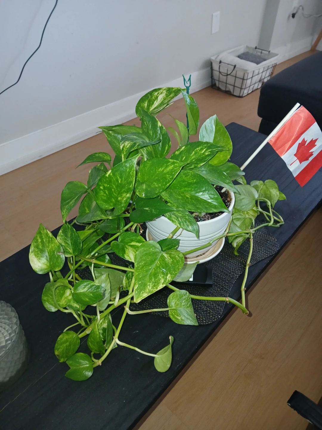 Set of 4 Indoor Plants – Healthy & Well Maintained - photo 2