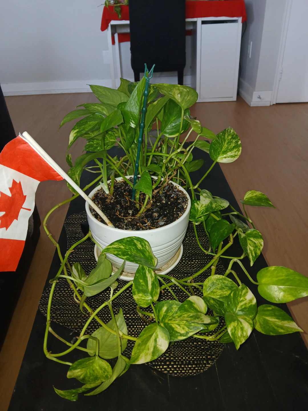 Set of 4 Indoor Plants – Healthy & Well Maintained - photo 3