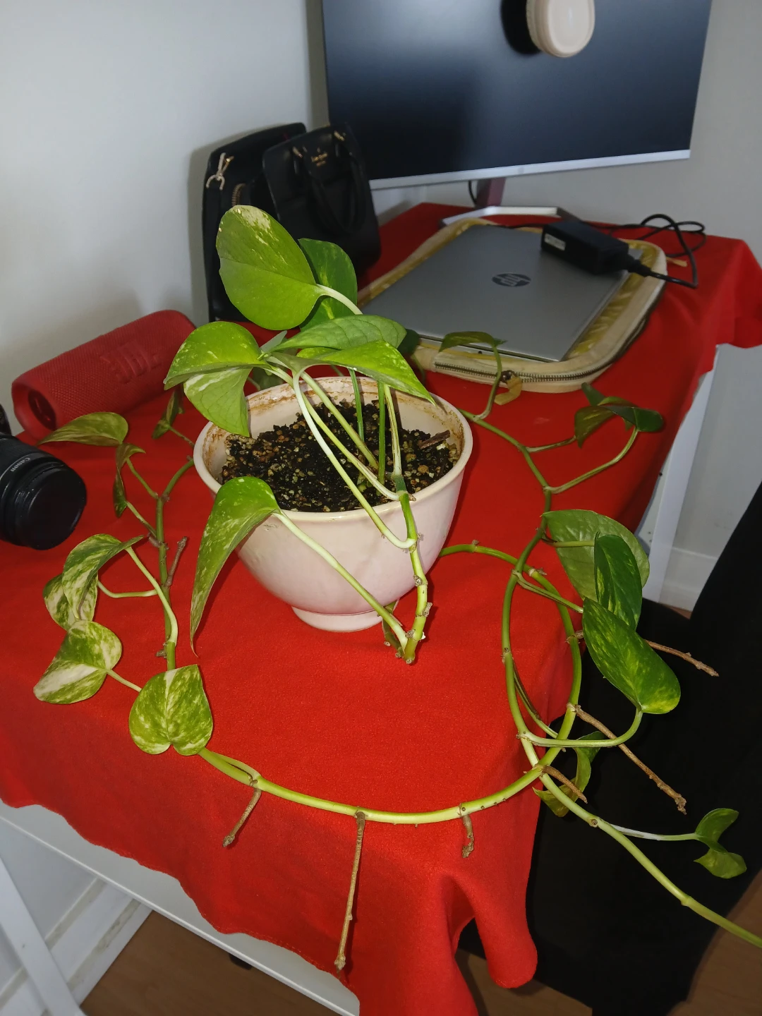 Set of 4 Indoor Plants – Healthy & Well Maintained - photo 4