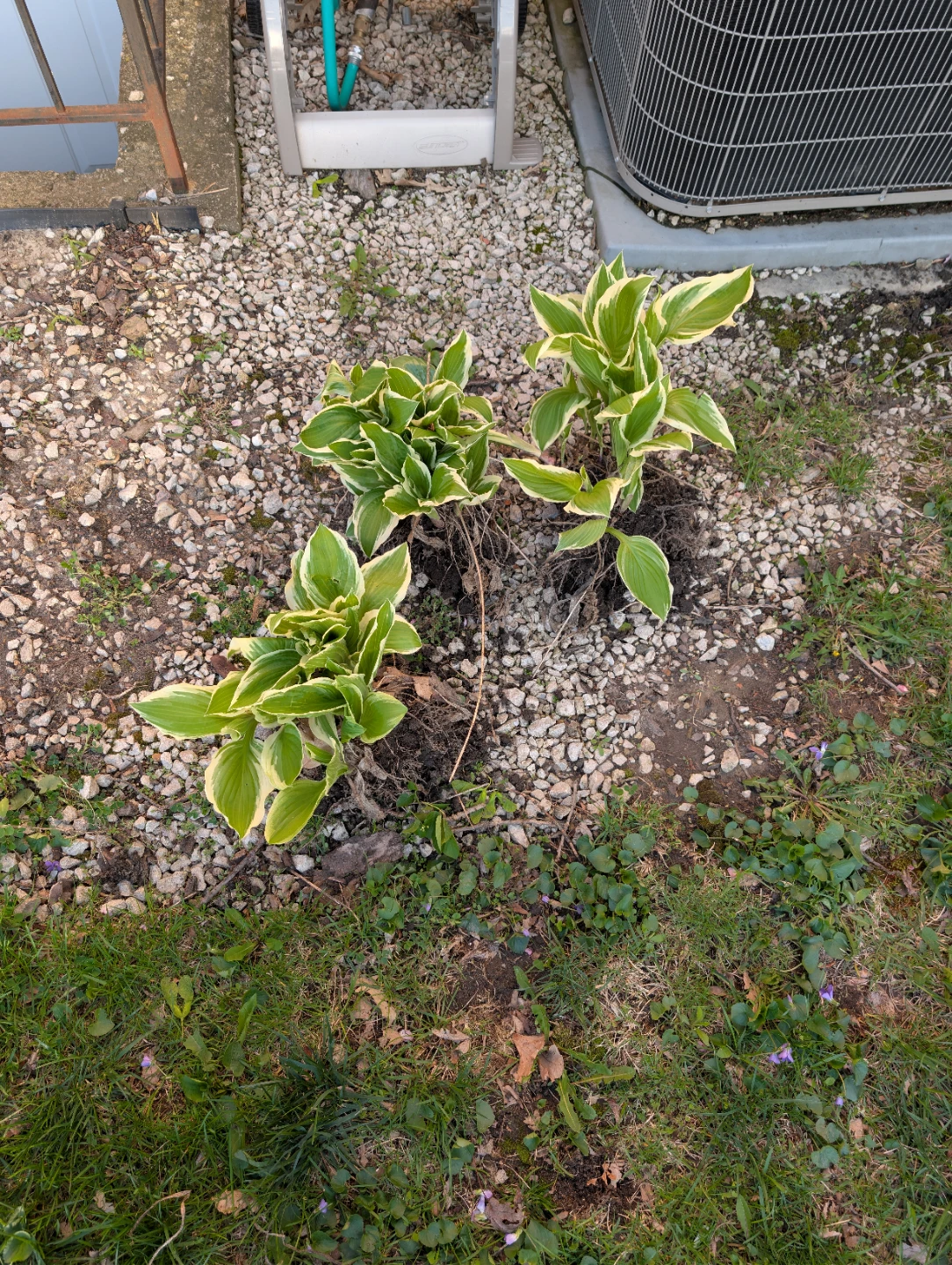 Hostas
