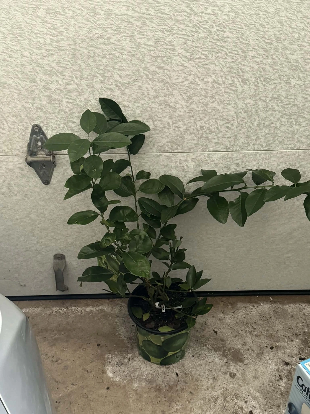 Citrus Tree in Pot🌱
