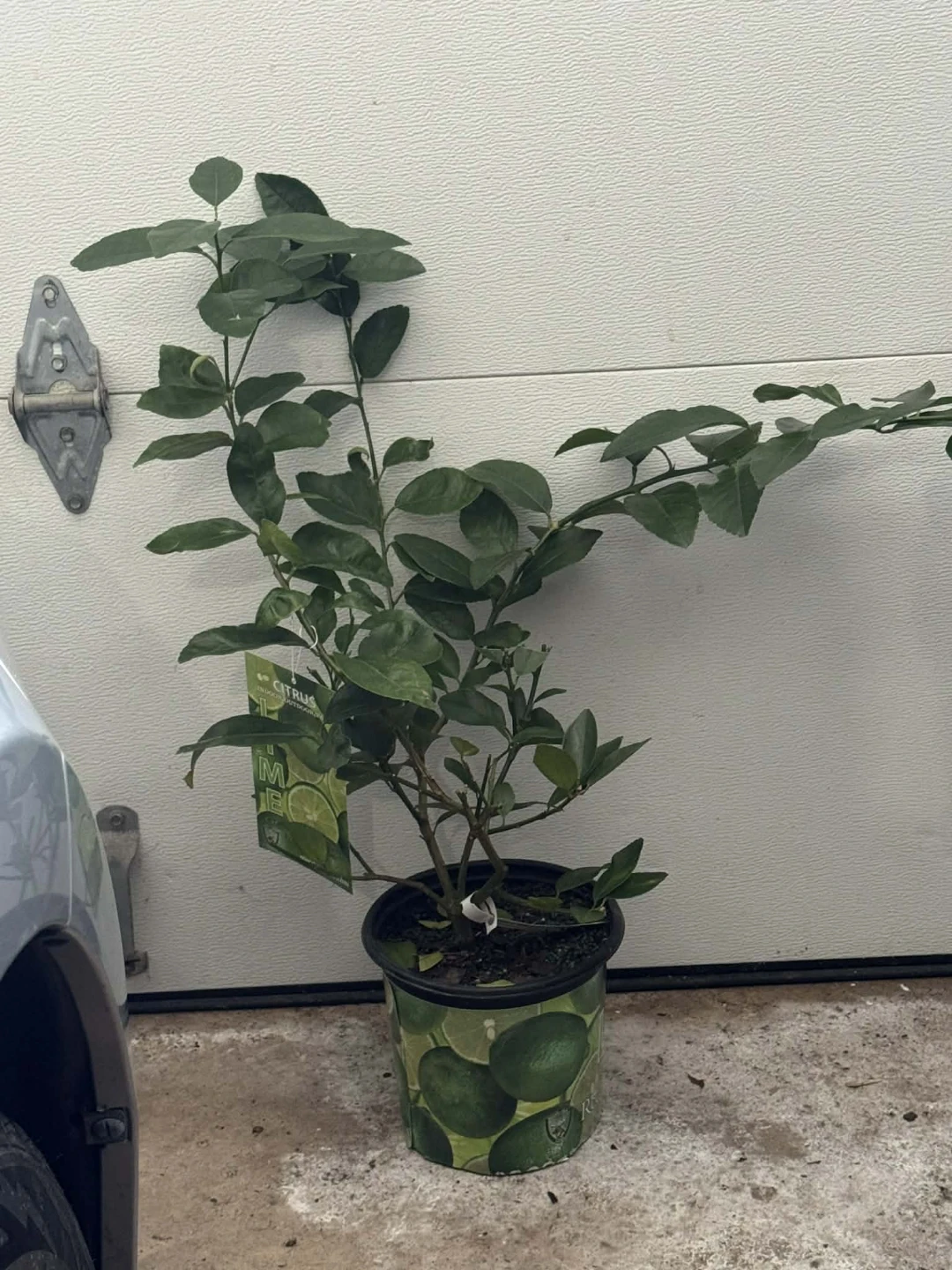 Citrus Tree in Pot🌱 - photo 2