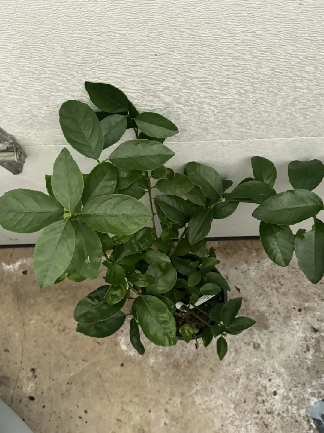 Citrus Tree in Pot🌱 - photo 3