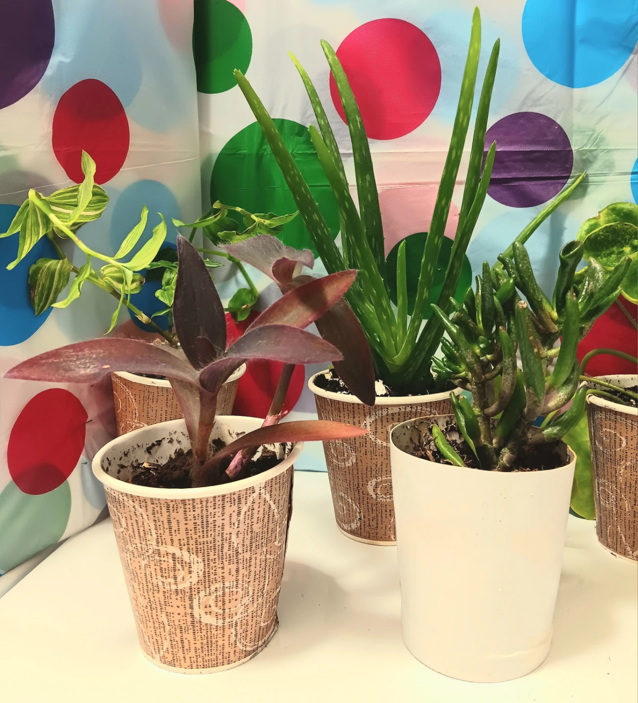 🪴Assorted House Plants Bundle🪴 - photo 2