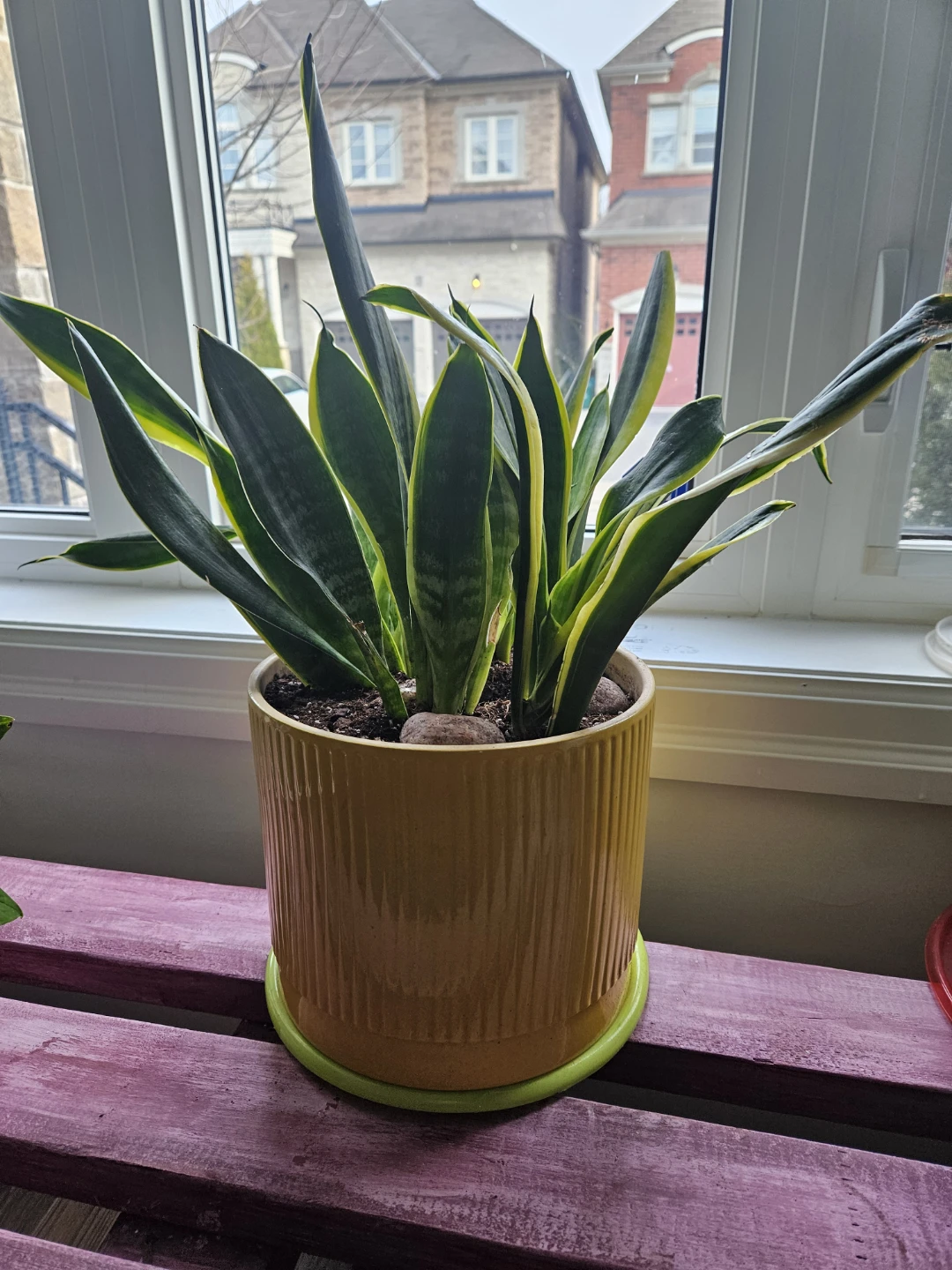 Snake Plant in Yellow Ceramic Pot