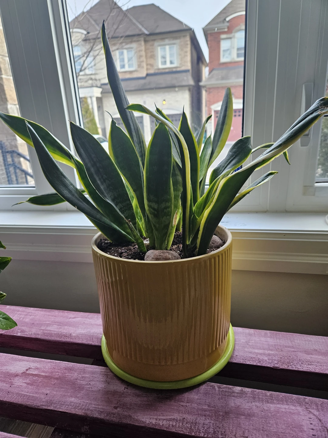 Snake Plant in Yellow Ceramic Pot - photo 2