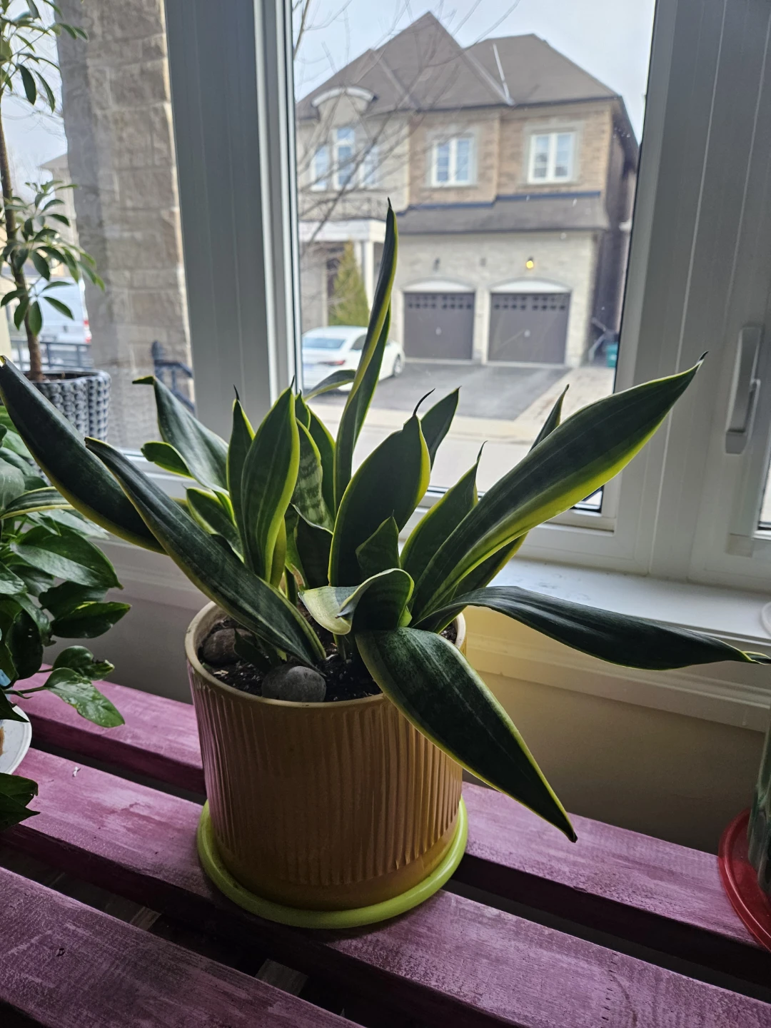 Snake Plant in Yellow Ceramic Pot - photo 3