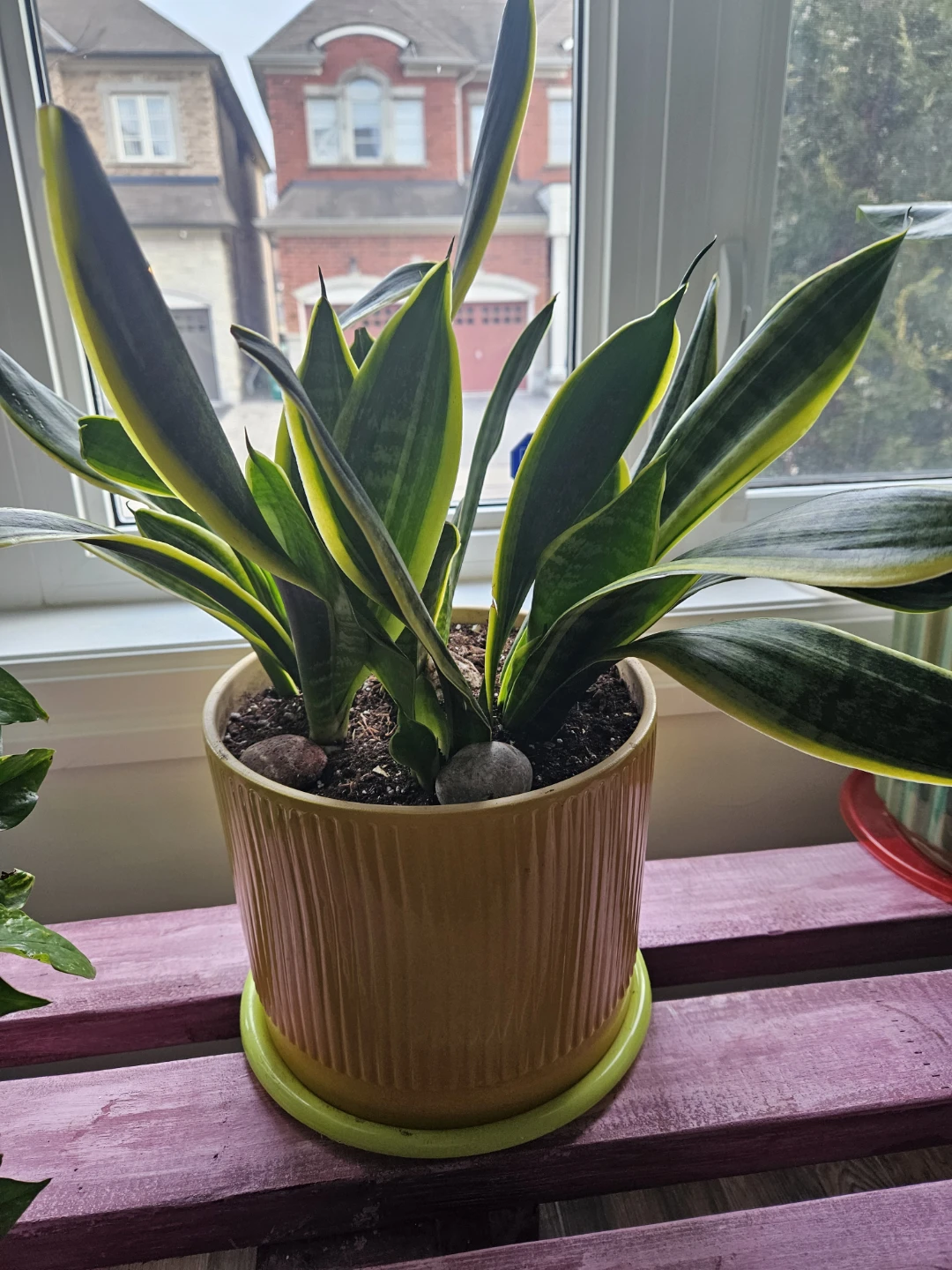 Snake Plant in Yellow Ceramic Pot - photo 4
