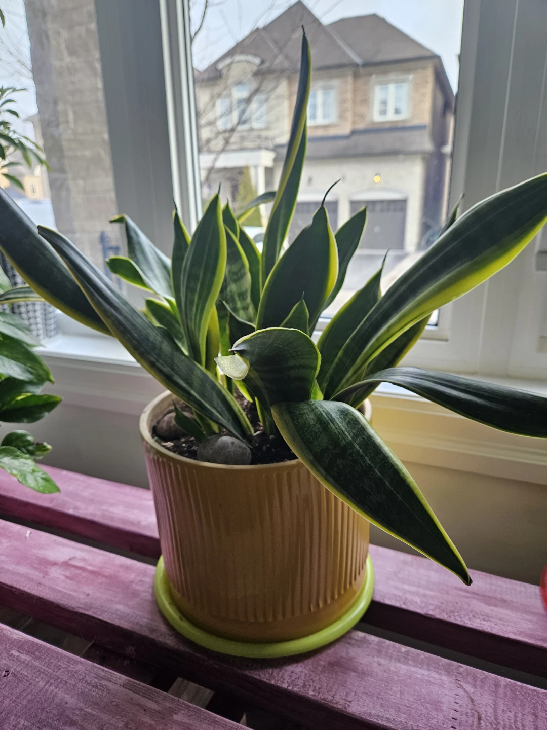 Snake Plant in Yellow Ceramic Pot - photo 5