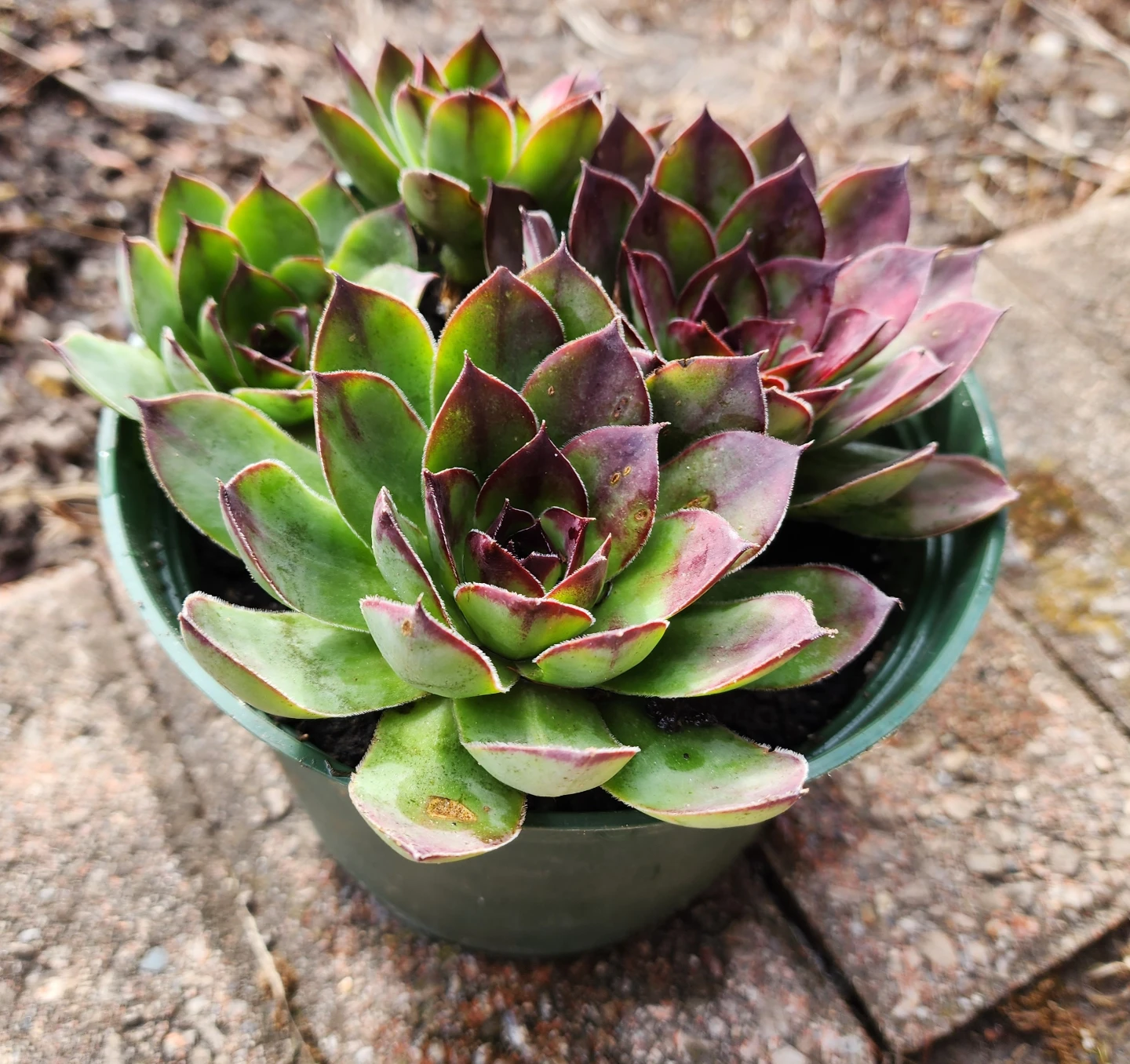 Sempervivum Succulent Plant