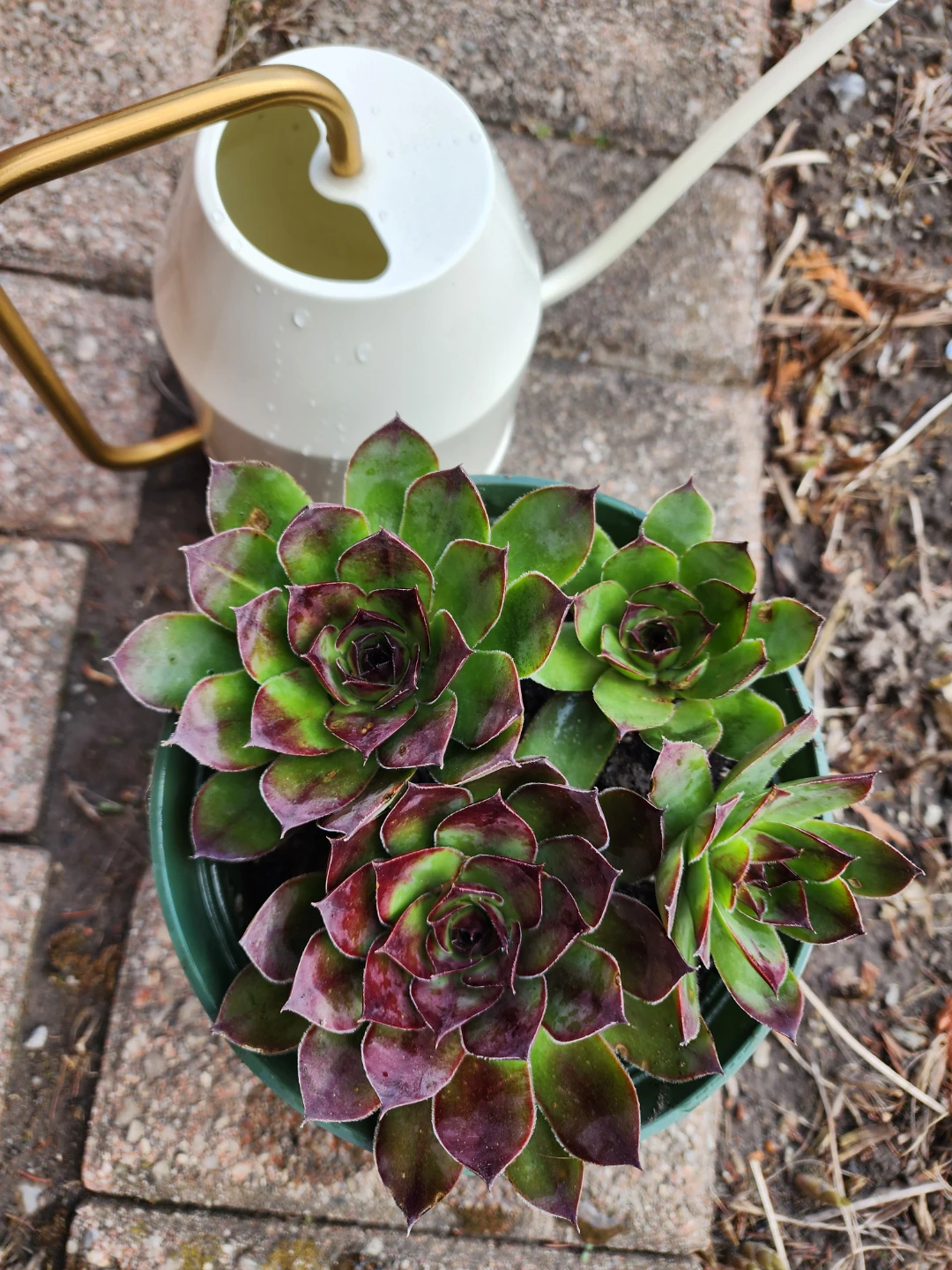 Sempervivum Succulent Plant - photo 5