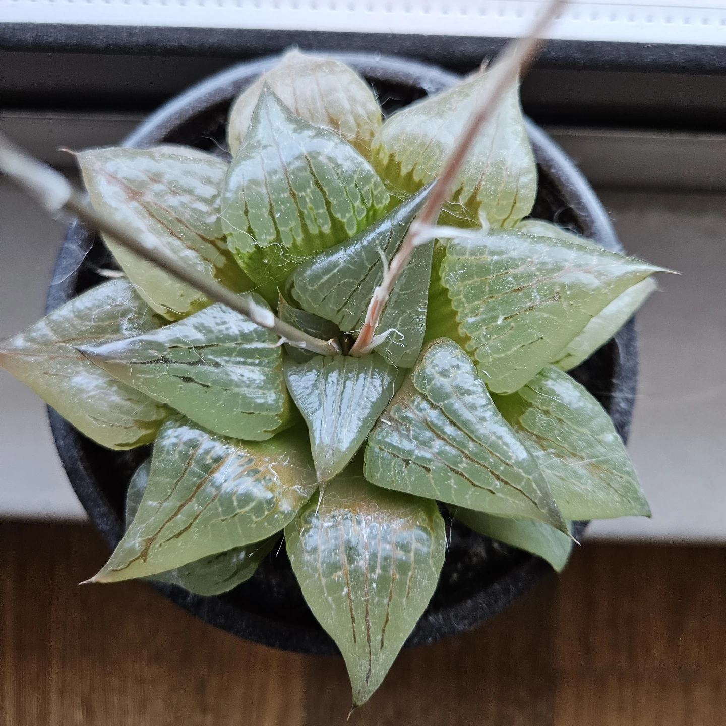 RARE succulent! Haworthia atrofusca
