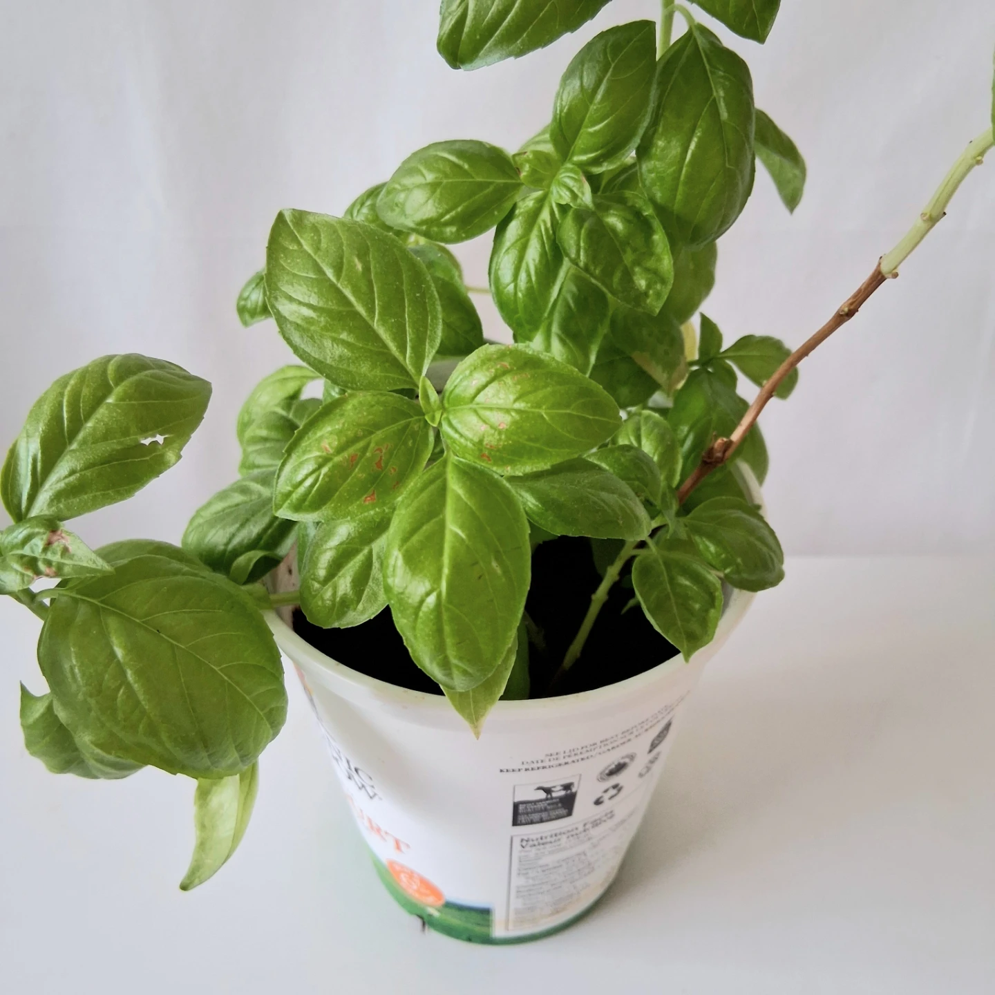 🌱 Green Basil 🌻