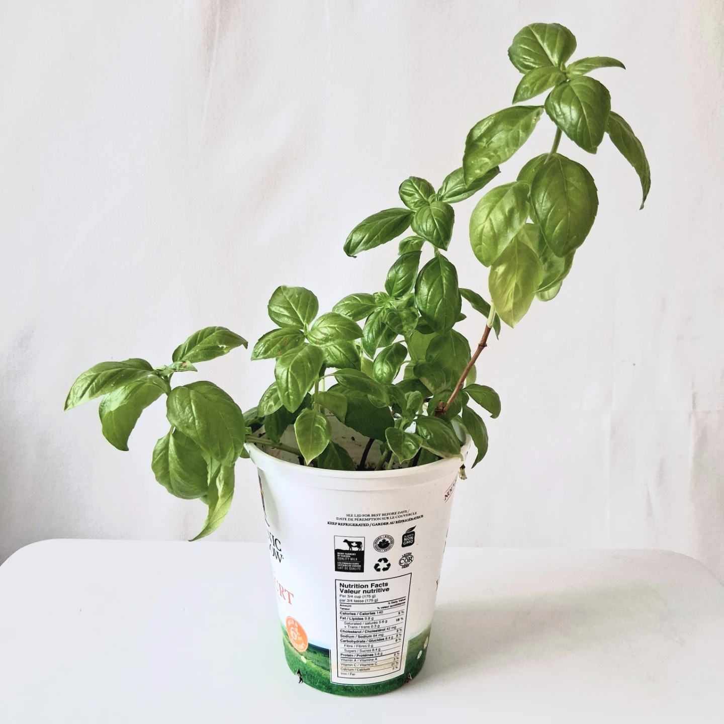 🌱 Green Basil 🌻 - photo 2