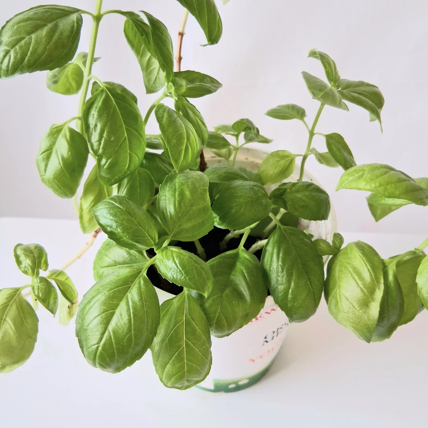 🌱 Green Basil 🌻 - photo 4