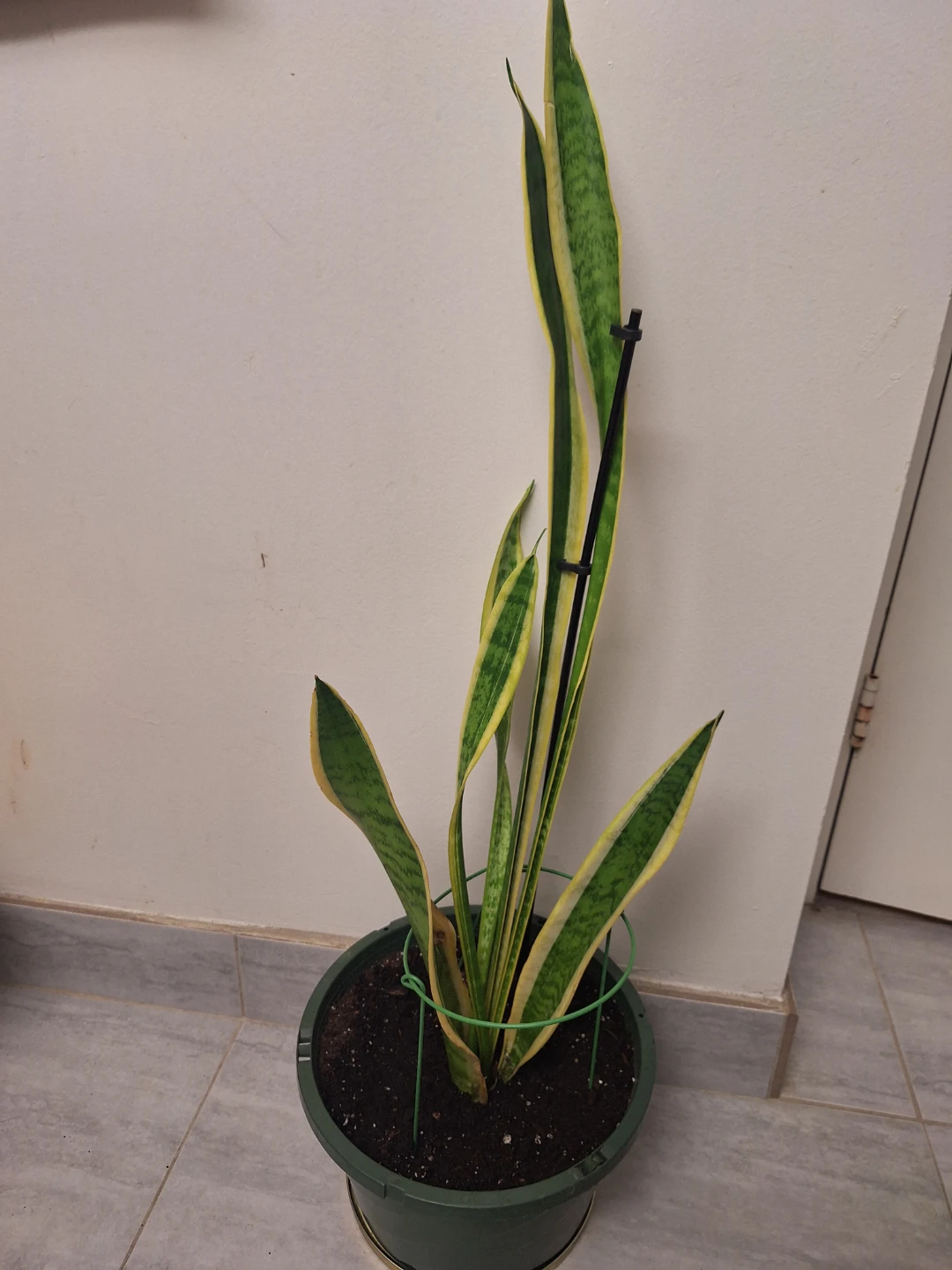 Sansevieria Snake Plant in Pot
