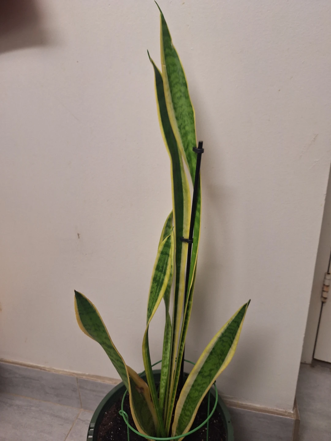 Sansevieria Snake Plant in Pot - photo 2