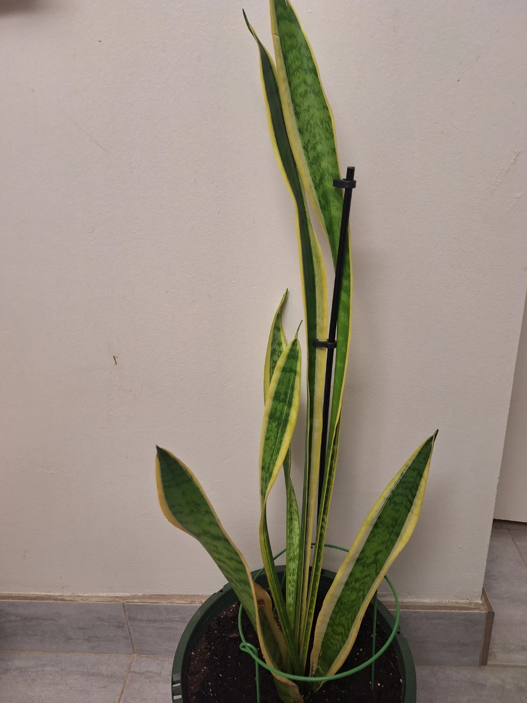 Sansevieria Snake Plant in Pot - photo 3