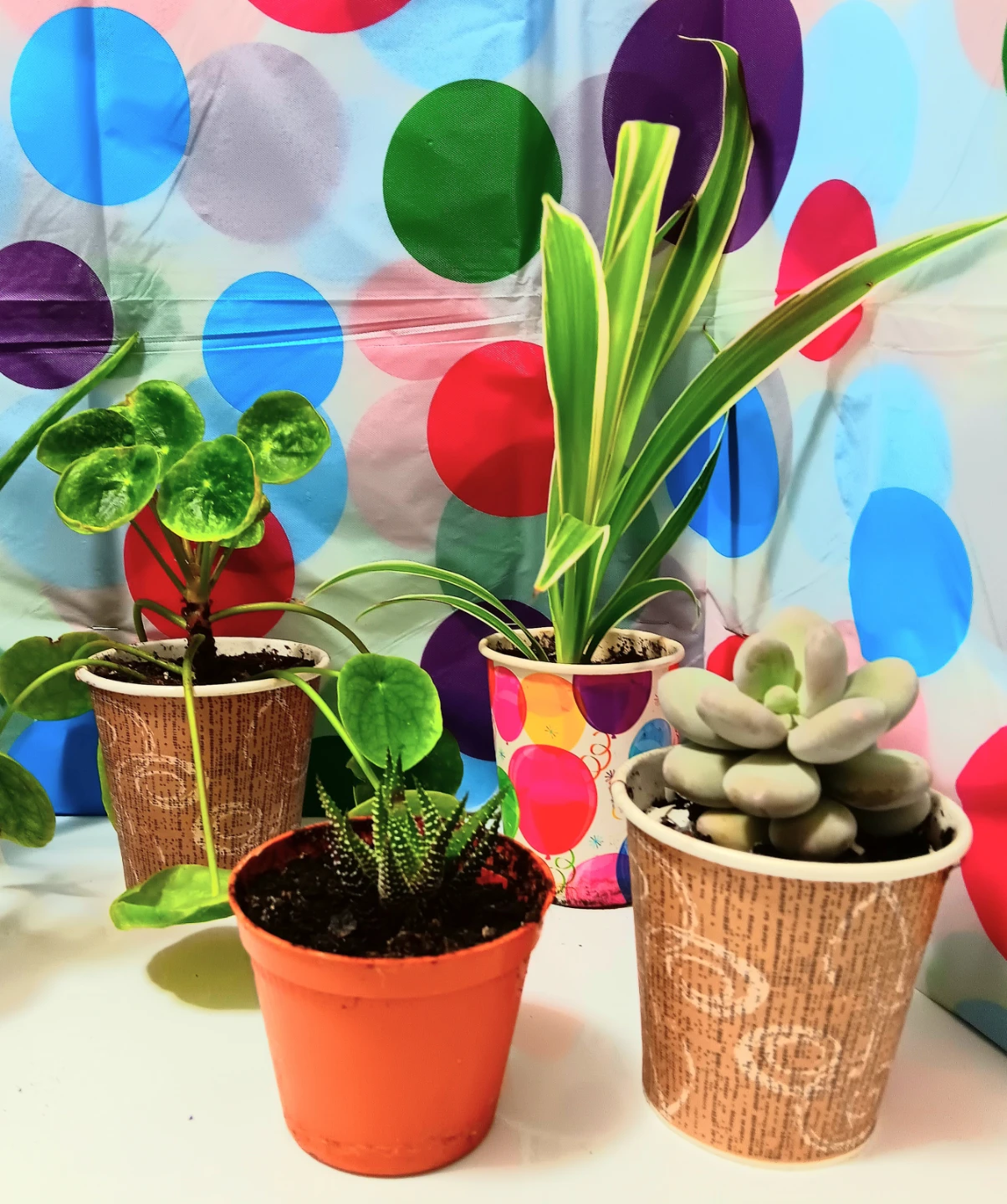 🪴Assorted House Plants Bundle🪴 - photo 3