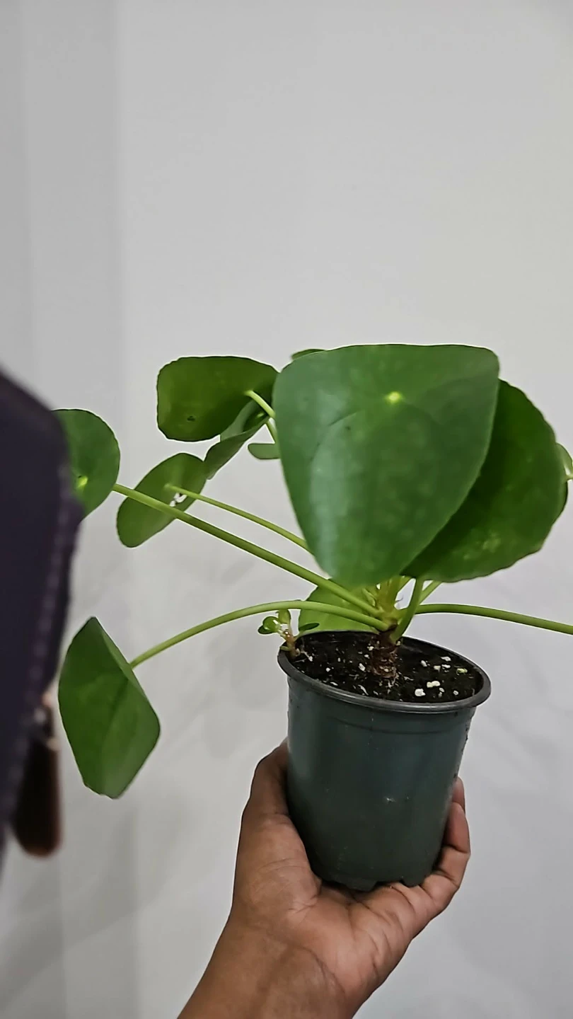 Pilea Peperomioides Plant - photo 2