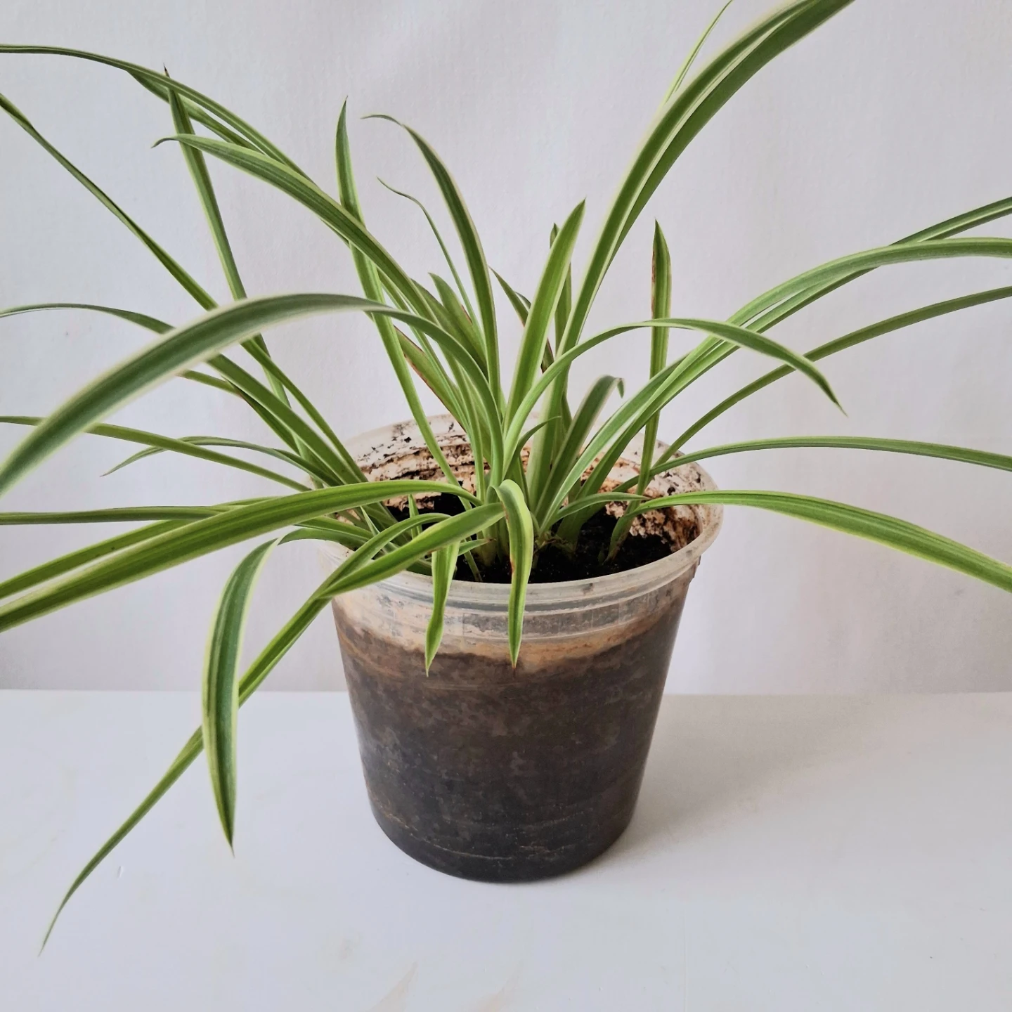 🌱 Spider Plant 🌻