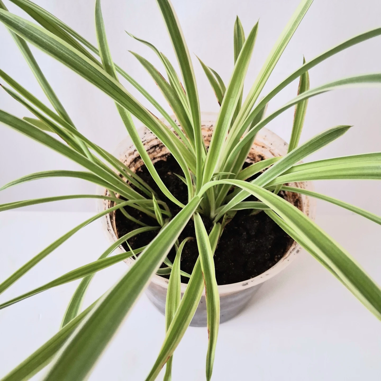 🌱 Spider Plant 🌻 - photo 2